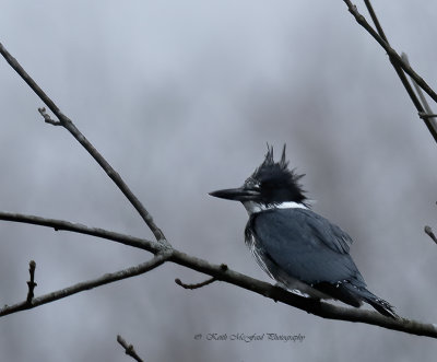 Male Belted Kingfisher