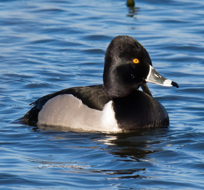 Male Ring Necked Duck