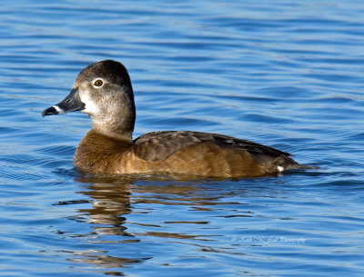 Female Ring Necked Duck