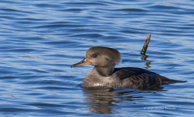 Female Hooded Merganser