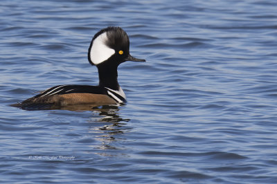 Male Hooded Merganser