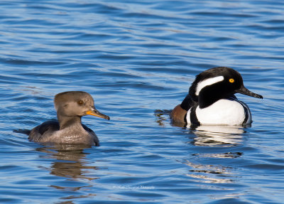 Male & Female Hooded Merganser