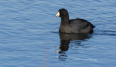 American Coot