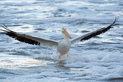 American White Pelican