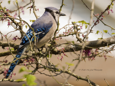 Blue Jay
