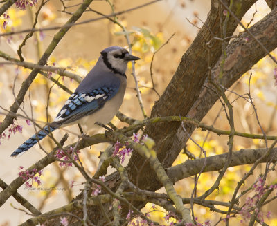 Blue Jay