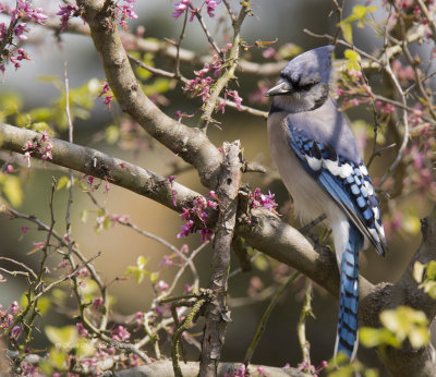 Blue Jay