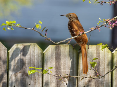 Brown Thrasher
