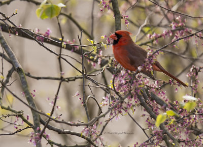 Male Northern Cardinal