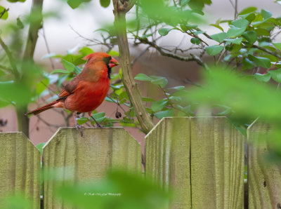 Male Northern Cardinal