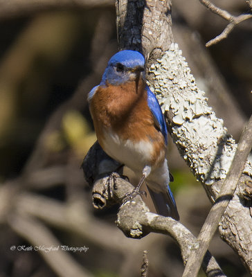 Eastern Blue Bird