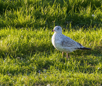 Ring-billed Gull (Juvenile)