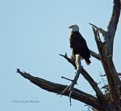 Bald Eagle