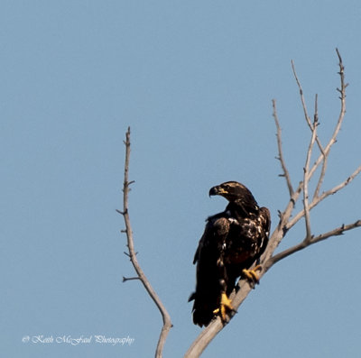 2nd Year Bald Eagle