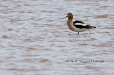 American Avocet