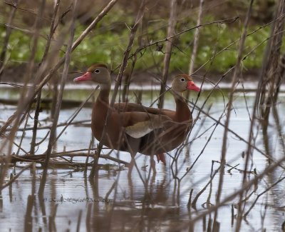 Black-bellied Whistling Ducks