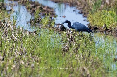 Little Blue Herron