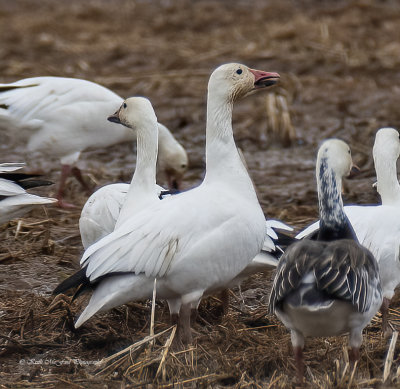 Snow Geese