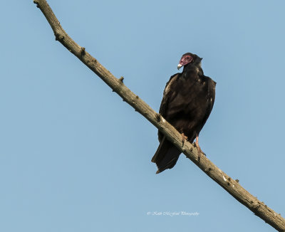 Turkey Vulture