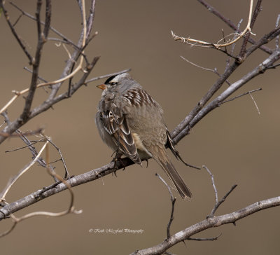 White-crowned Sparrow