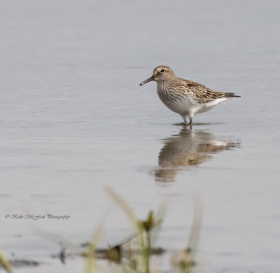 White-rumped Sandpiper