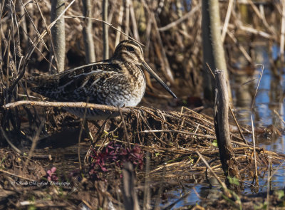 Wilson's Snipe