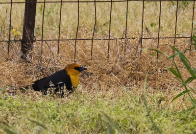 Yellow-headed Blackbird