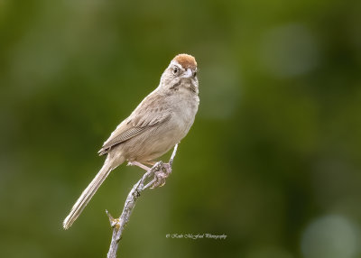 Rufous-crowned Sparrow