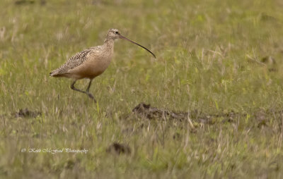 Long-billed Curlew