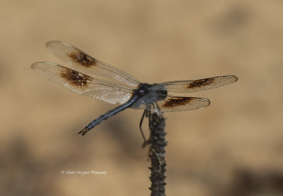 Four-spotted Pennant - Male