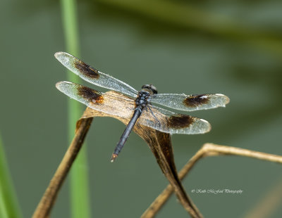 Four-spotted Pennant - Male