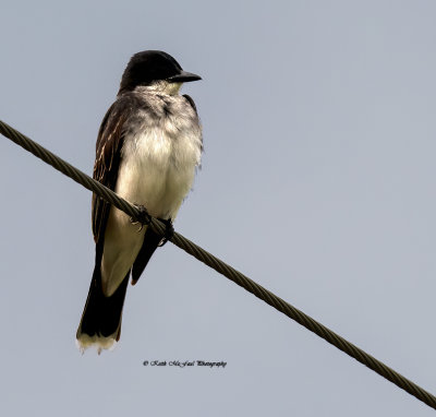 Eastern Kingbird