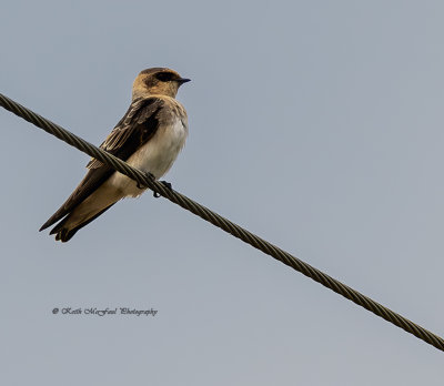 Cave Swallow