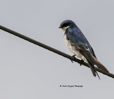Eastern Kingbird