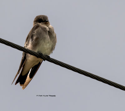 Northern Rough-winged Swallow