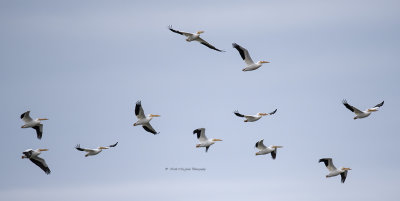 Pelicans In Flight