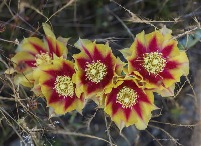 Common Prickly Pear