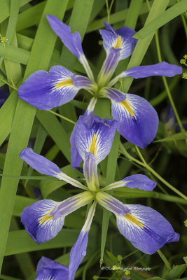 Southern Blue Flag Iris