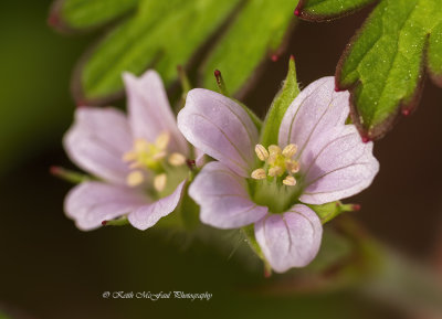 Carolina Geranium