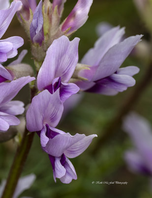 Purple Ground Plum