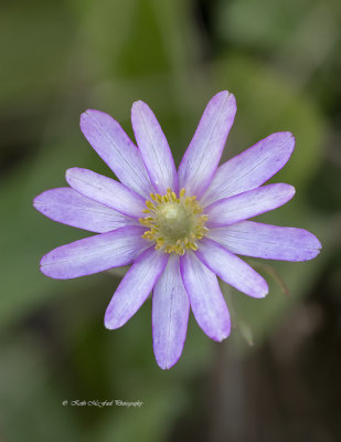 Pink Southern Anemone