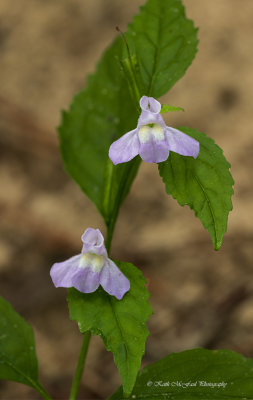 Sharpwinged Monkey Flowers