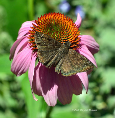 Butterflies & Moths