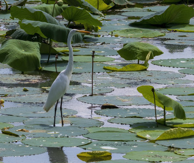 Great Egret