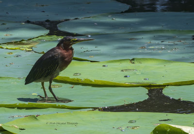 Green Heron