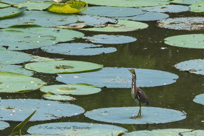 Green Heron (Juvenile)
