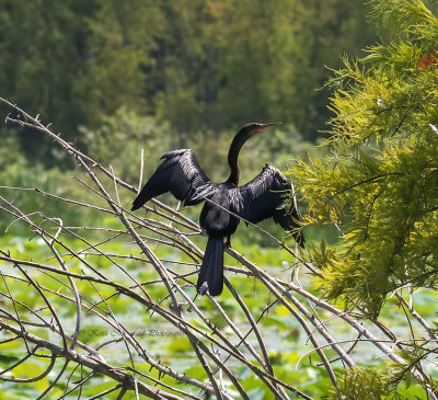 Anhinga
