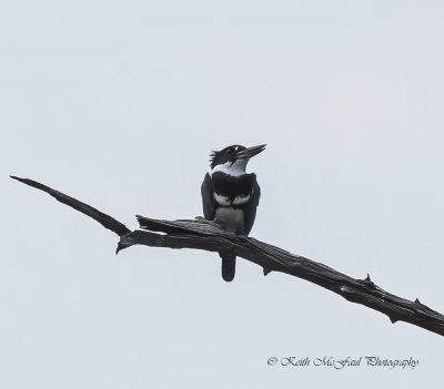 Belted Kingfisher