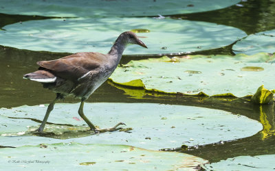 Common Gallinule (Juvenile)
