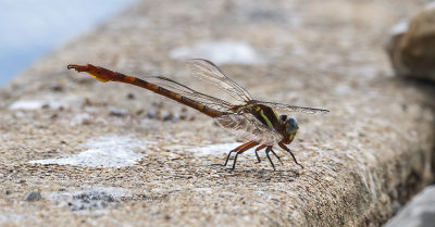 Two-striped Forceptail Dragonfly